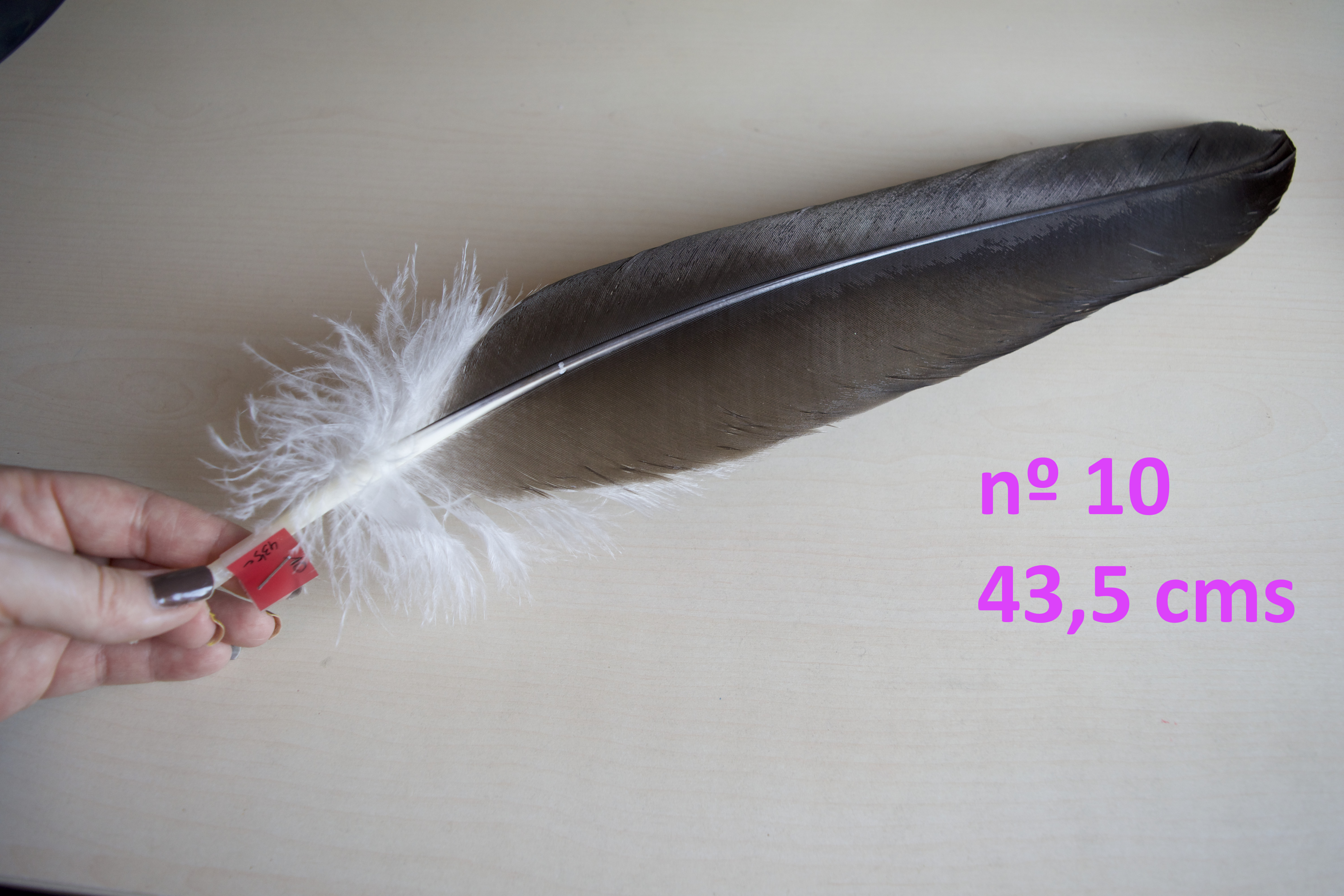 Ahuecar Pluma PLUMA DE ÁGUILA - 35 a 47 cms aprox. - ¡AUTÉNTICA!
